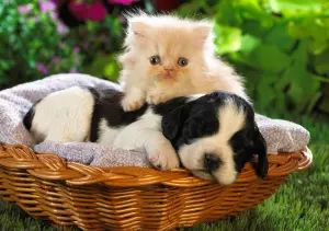 Спящий щенок и котенок