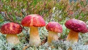 Боровички на мху