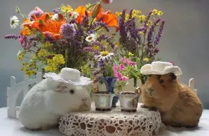Кум и кума