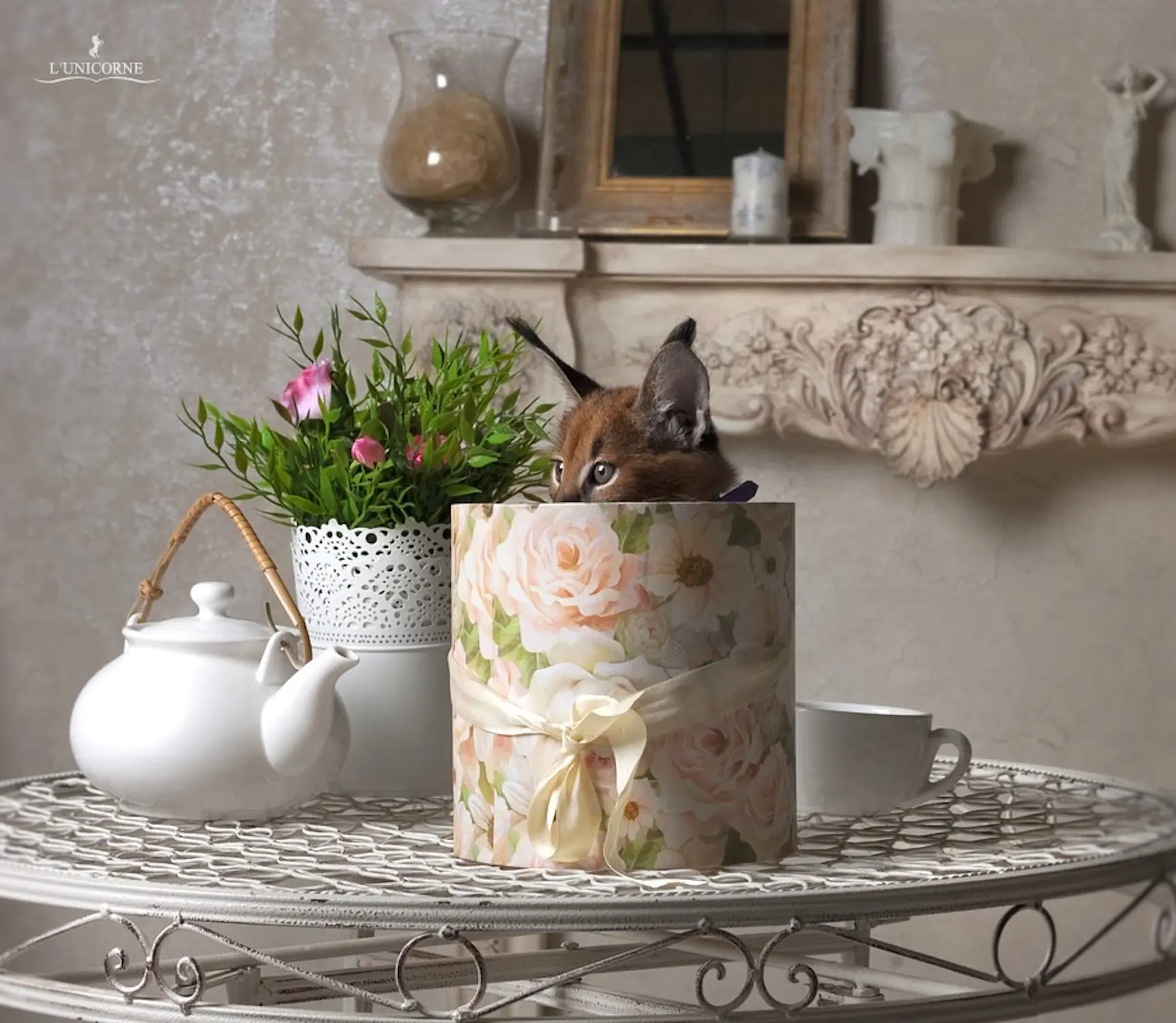 Котенок ушастый в коробке