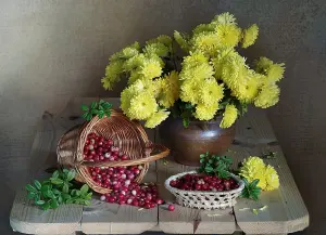 Хризантемы и брусника