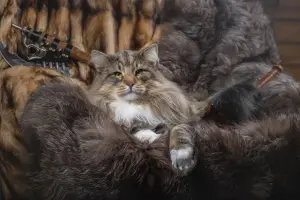 Кот охотника