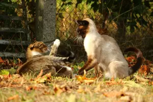 Кошачье недоразумение