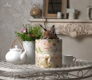 Котенок ушастый в коробке
