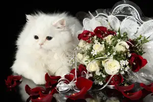Белая кошка и букет