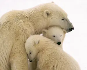 Мамка медведица с медвежатами