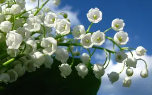 Цветки ландыша