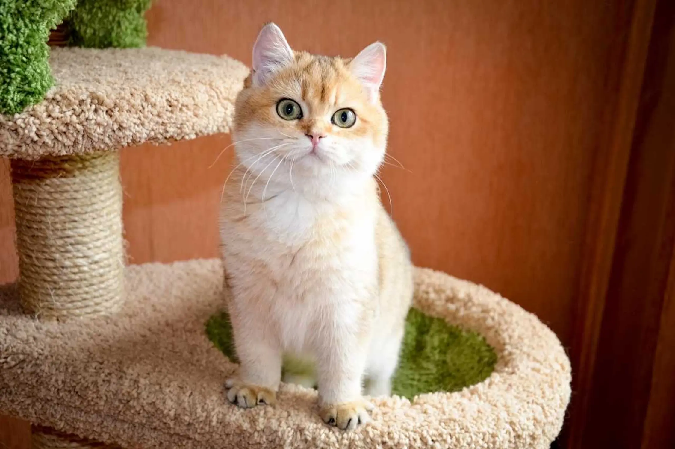 Кошка игрулька