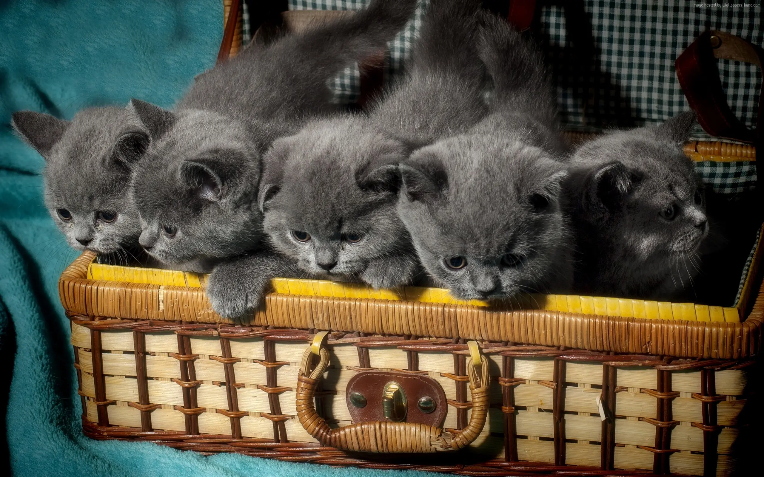 Серые котята