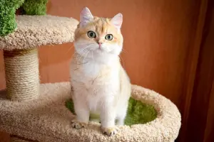 Кошка игрулька