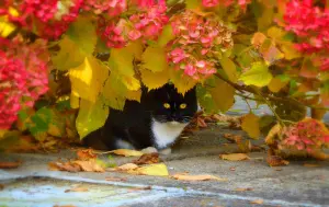 Кот под кустом