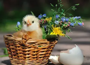 Цыпа в корзинке