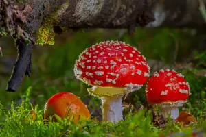 Мухоморы под бревном