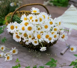 Белые ромашки в корзинке