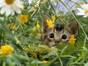 Котенок в траве