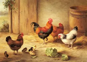 Курицы и капуста