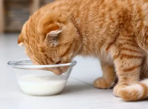 Рыжик пьет молоко