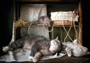 Кошка и мышь
