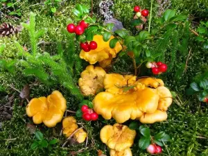 Лисички и брусничка